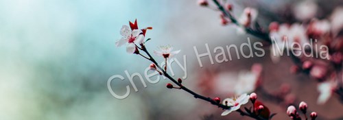 Cherry Hands Media